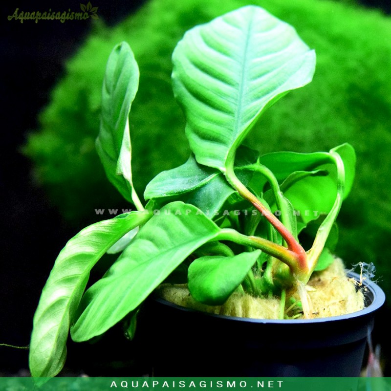 Anubias barteri var. Coffeefolia